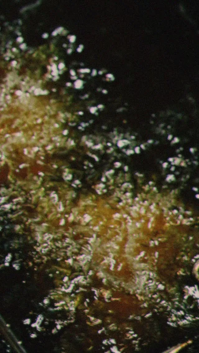 阿波尾鶏むね肉を使った新名物