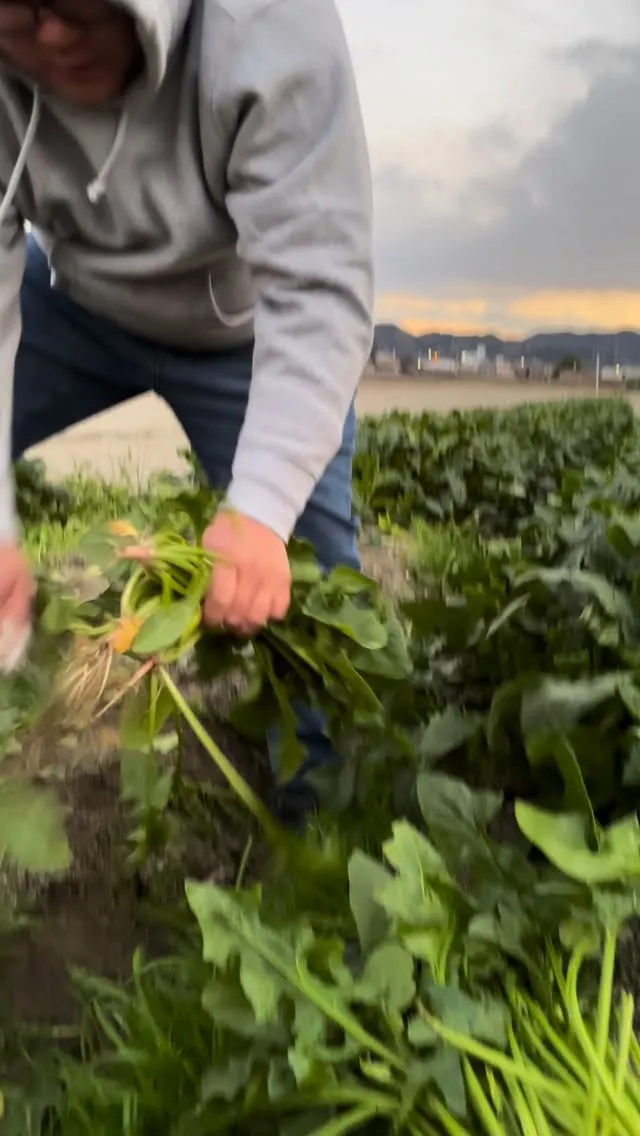 手積みでほうれん草刈ってきました🥬